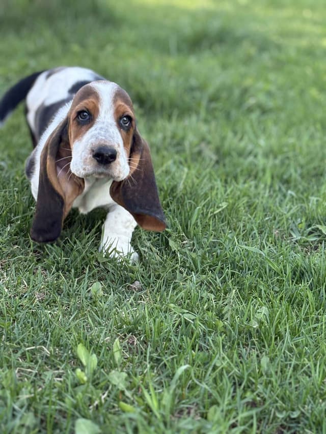 Female Basset Hound Puppy media 2