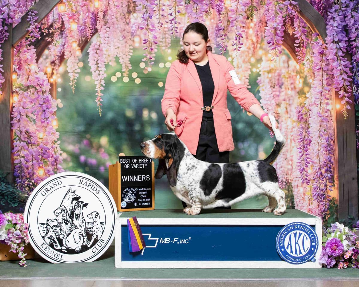 Female Basset Hound Puppy breeder image 1