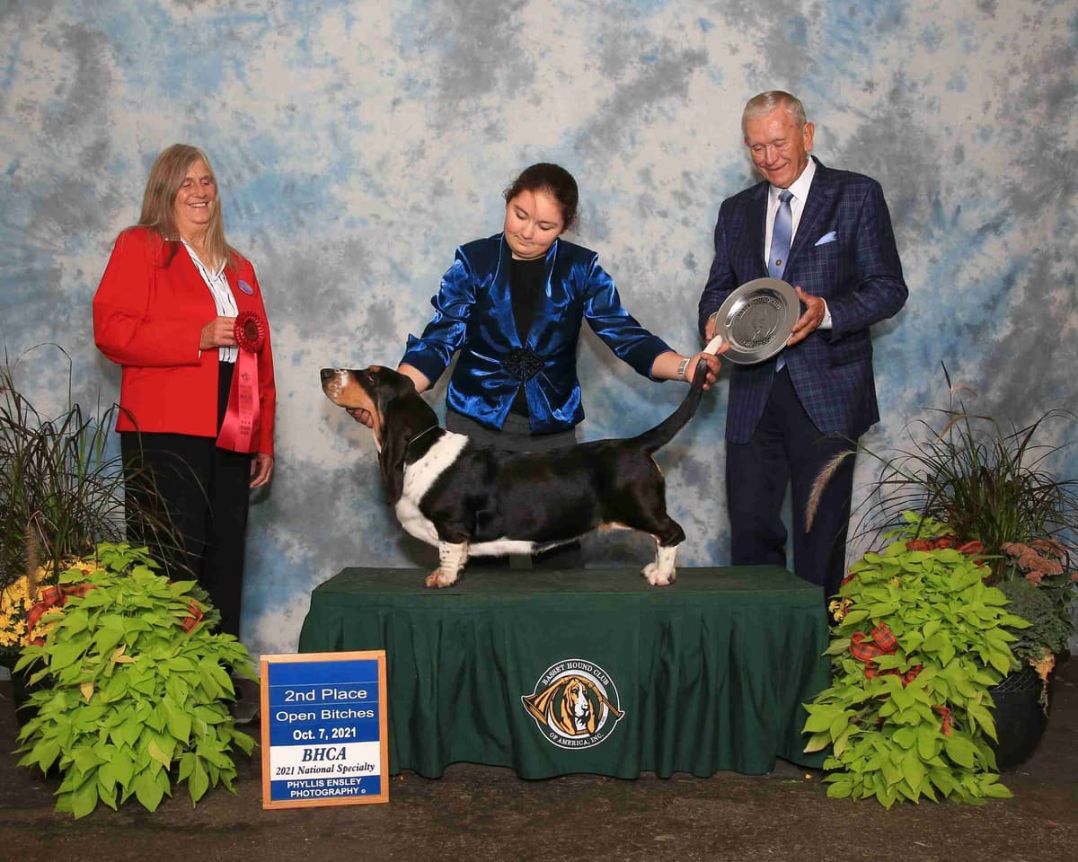 Female Basset Hound Puppy breeder image 3
