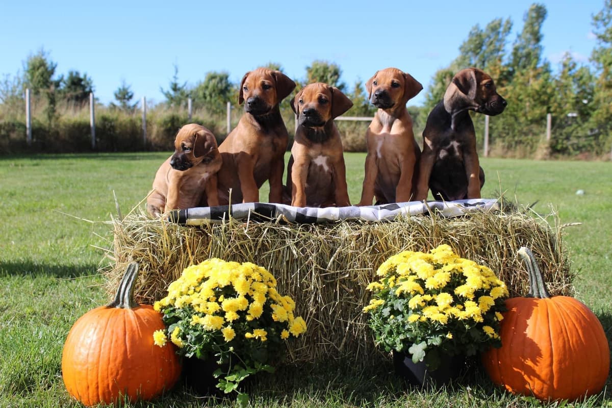 Female Basset Hound Puppy breeder image 8