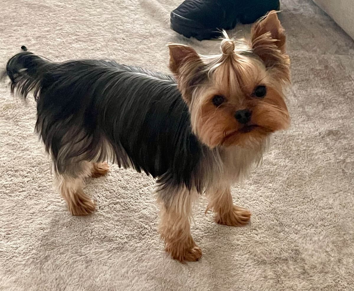 Crystal Garden Yorkies breeder image 5