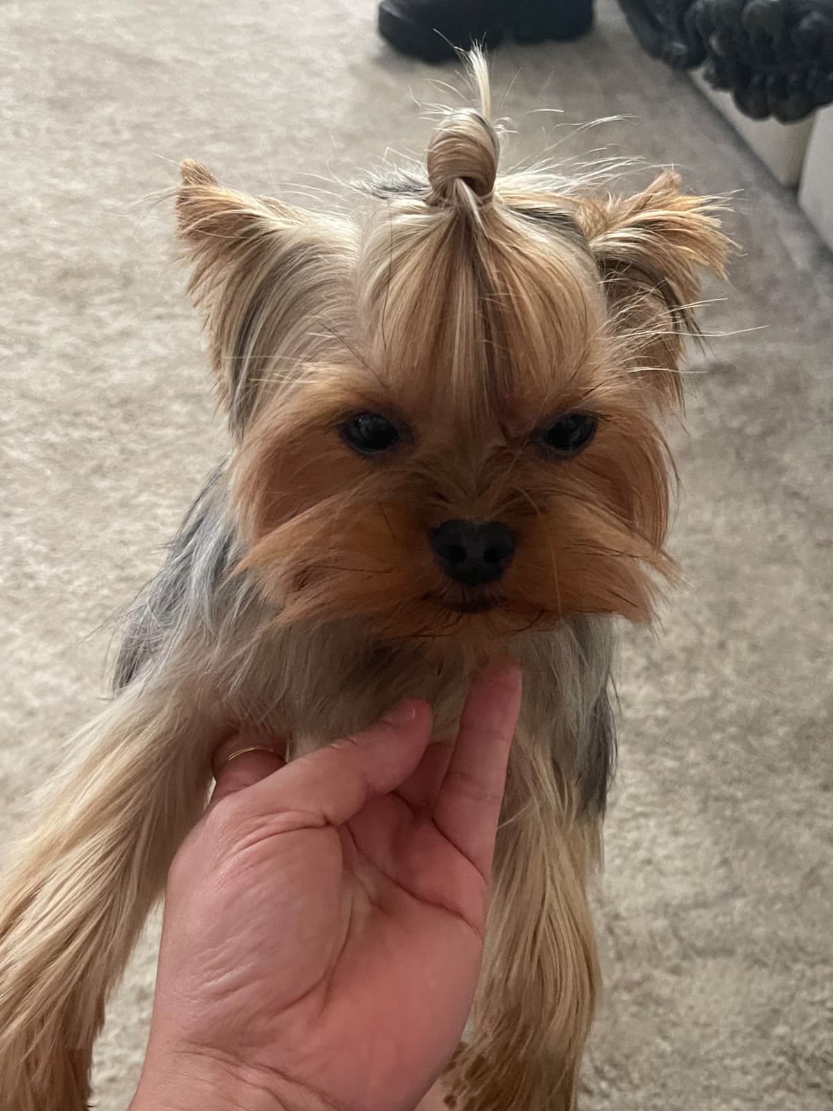 Crystal Garden Yorkies breeder image 6