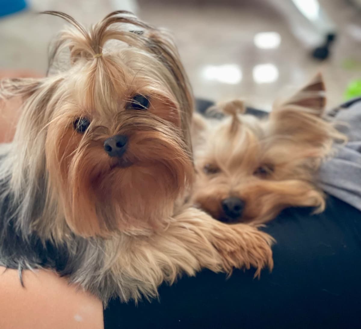 Crystal Garden Yorkies breeder image 1