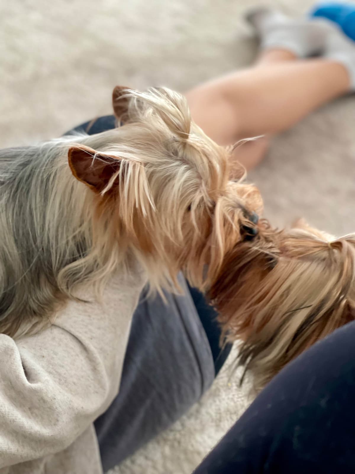Crystal Garden Yorkies breeder image 9