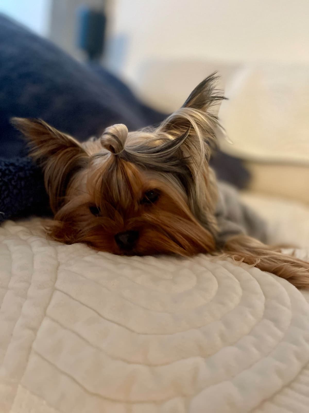 Crystal Garden Yorkies breeder image 10