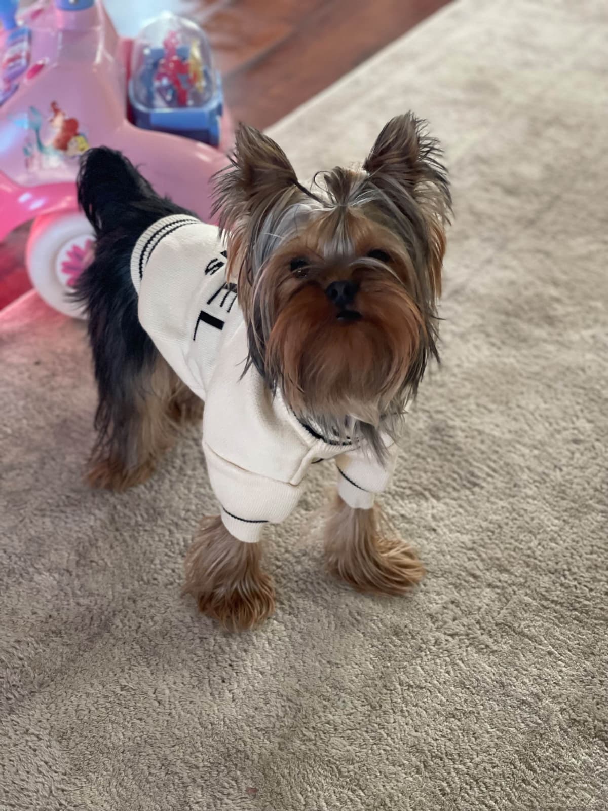 Crystal Garden Yorkies breeder image 13