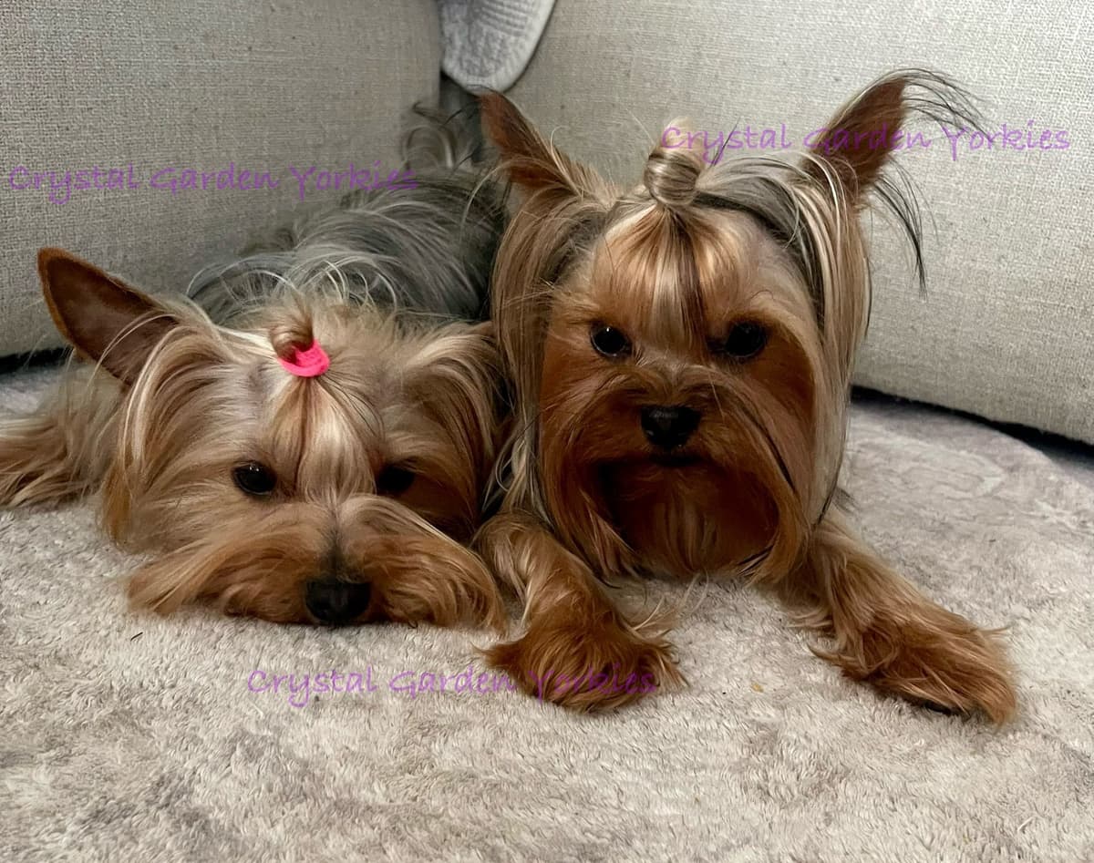 Crystal Garden Yorkies breeder image 11