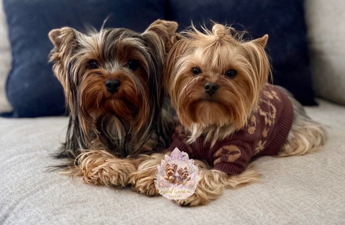 Crystal Garden Yorkies breeder image 2