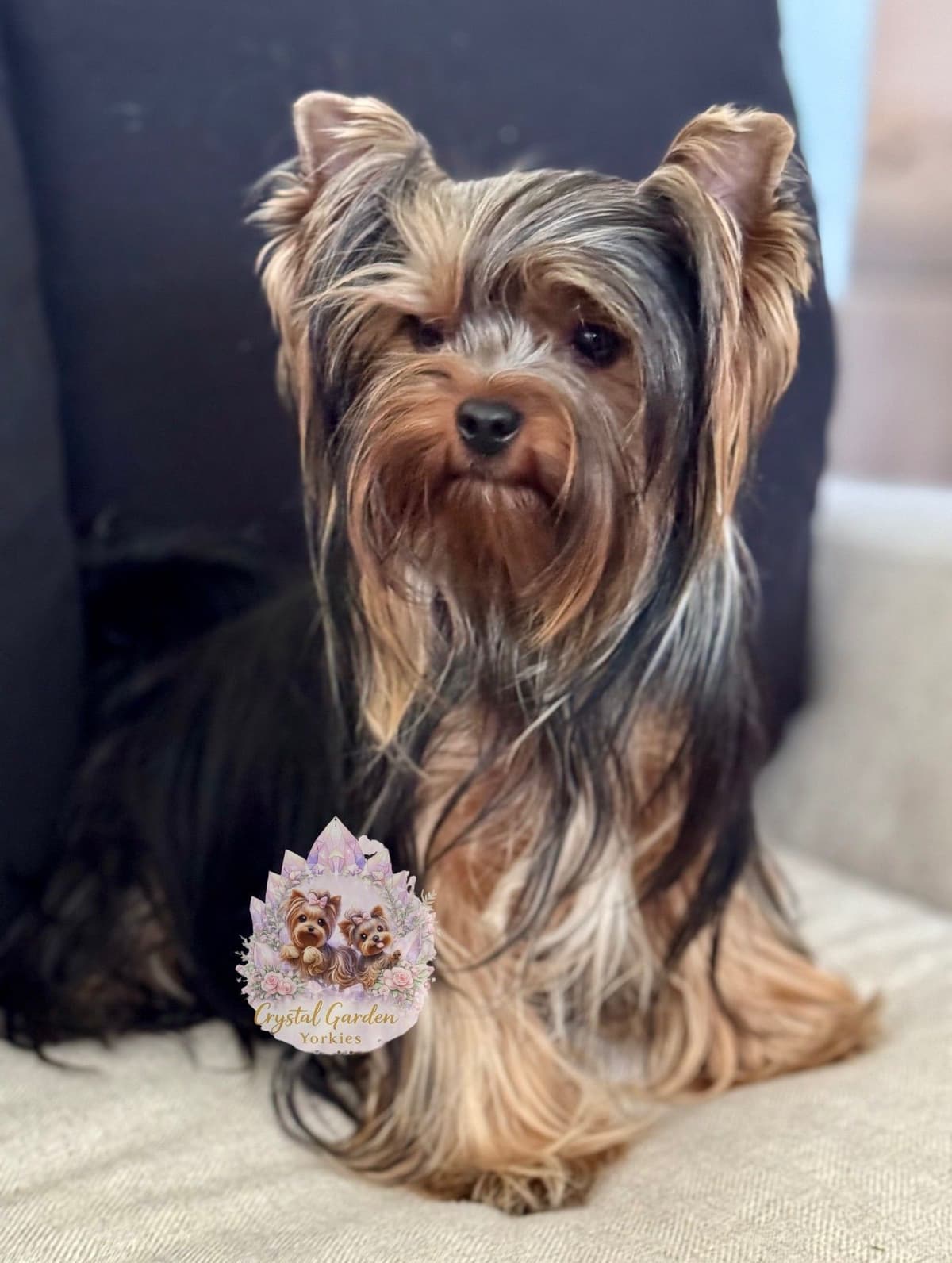 Crystal Garden Yorkies breeder image 15