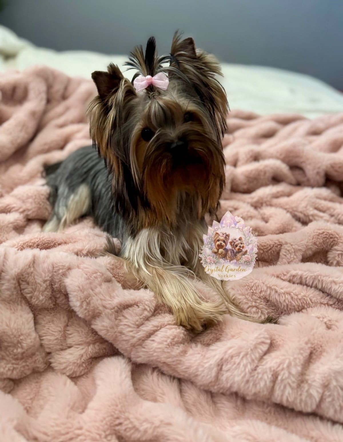 Crystal Garden Yorkies breeder image 12