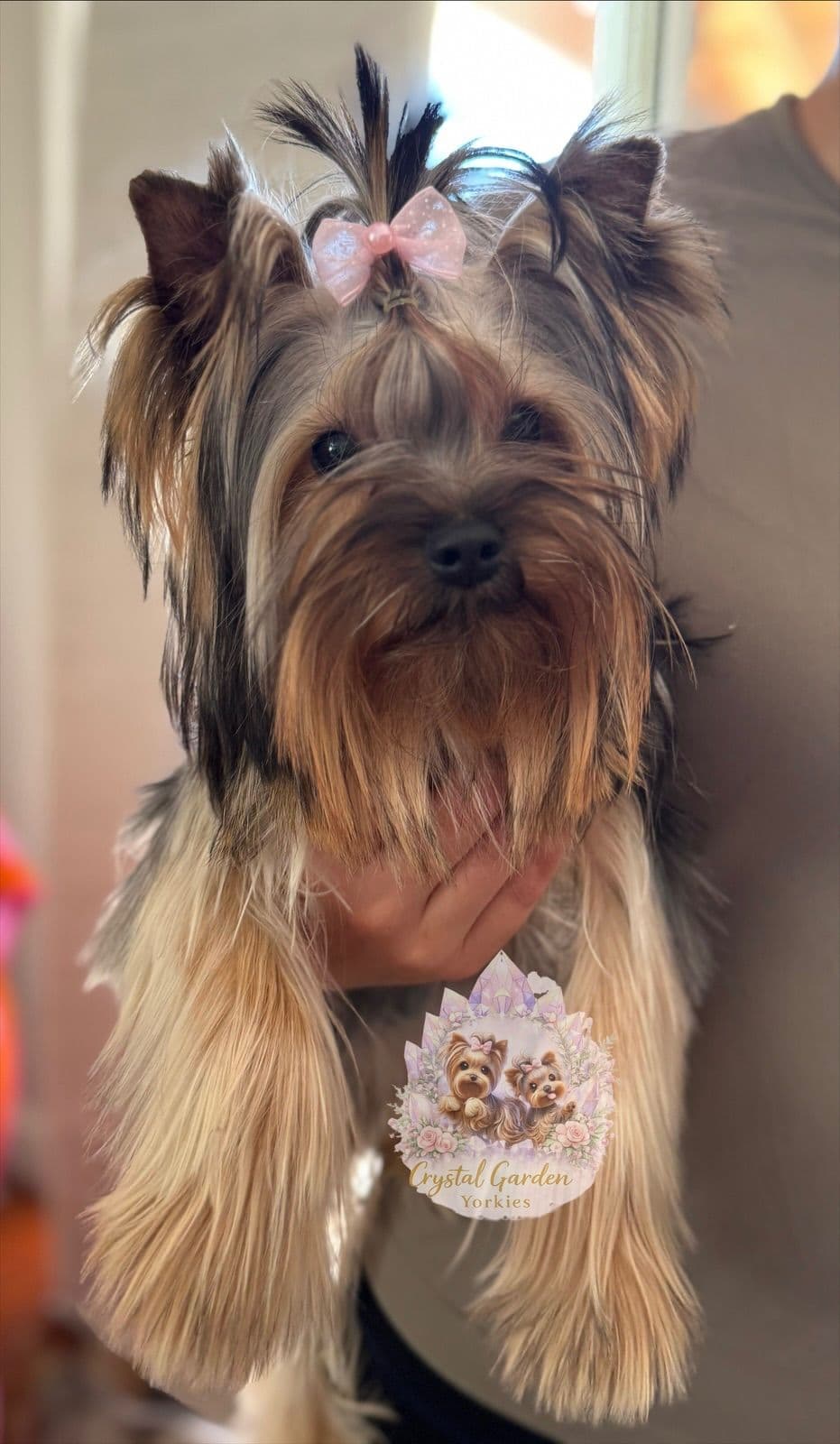 Crystal Garden Yorkies breeder image 8