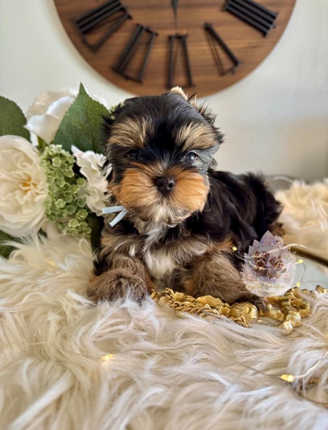 Crystal Garden Yorkies media 4