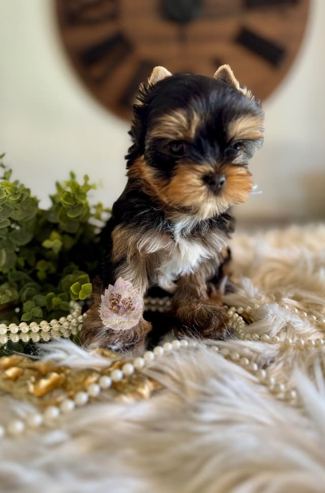 Crystal Garden Yorkies media 6
