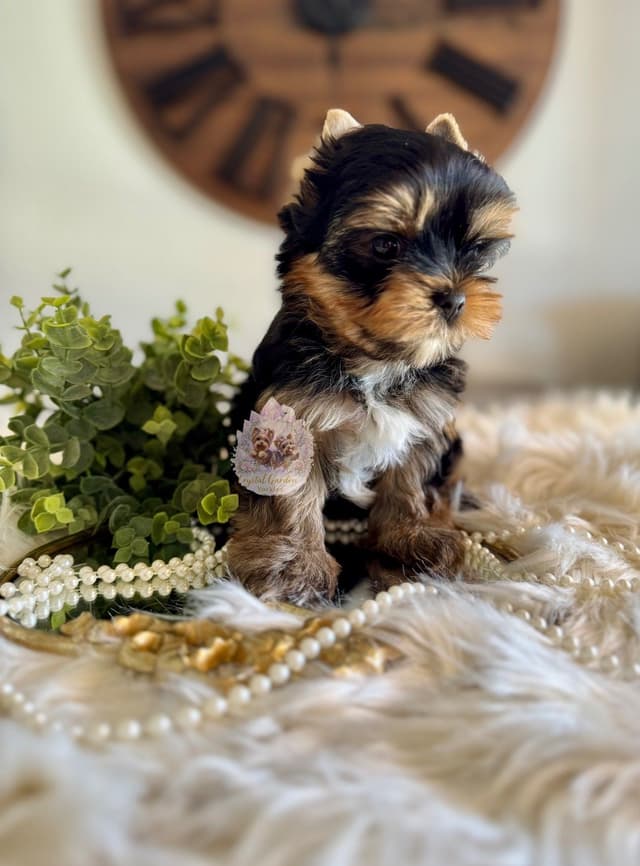 Crystal Garden Yorkies media 5
