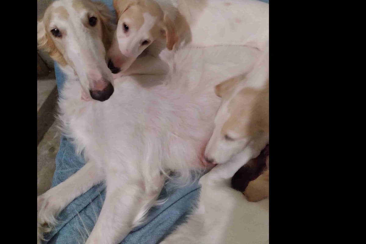 Borzoi Puppies breeder image 1