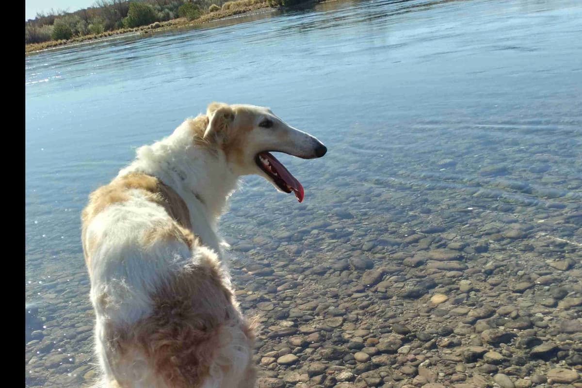 Borzoi Puppies breeder image 2