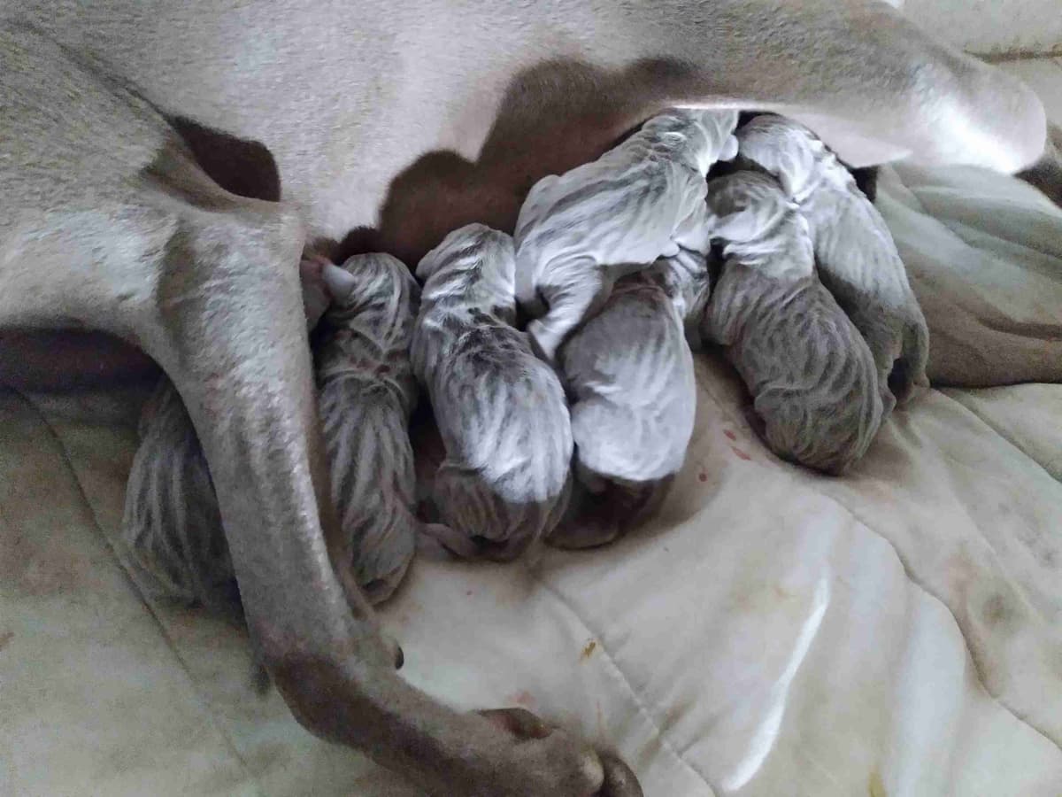Borzoi Puppies breeder image 4