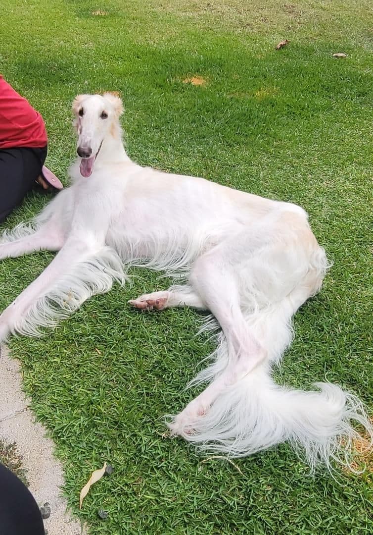 Borzoi Puppies breeder image 5
