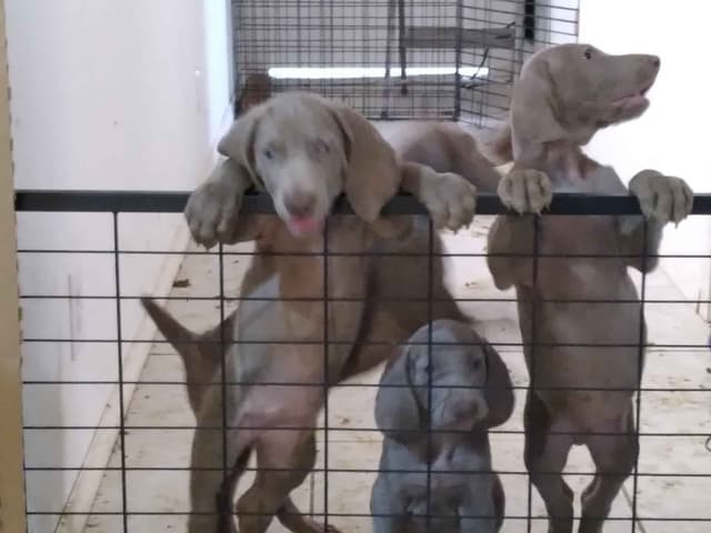 Weimaraner Puppies media 2