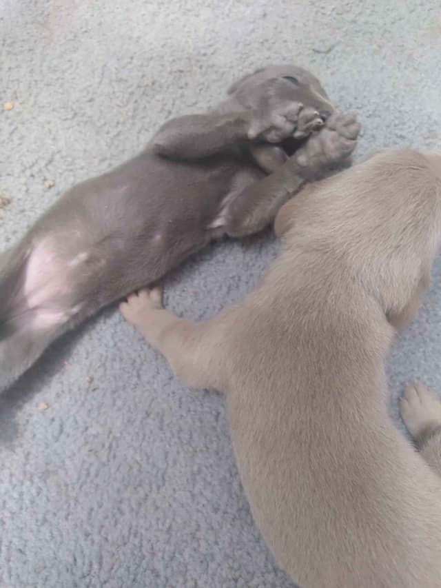 Weimaraner Puppies media 3