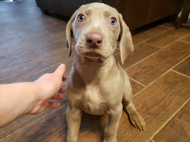 Weimaraner Puppies media 4