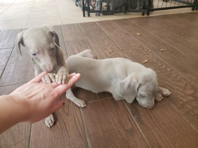 Weimaraner Puppies media 5