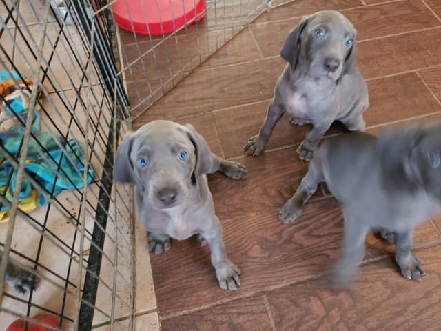 Weimaraner Puppies media 6