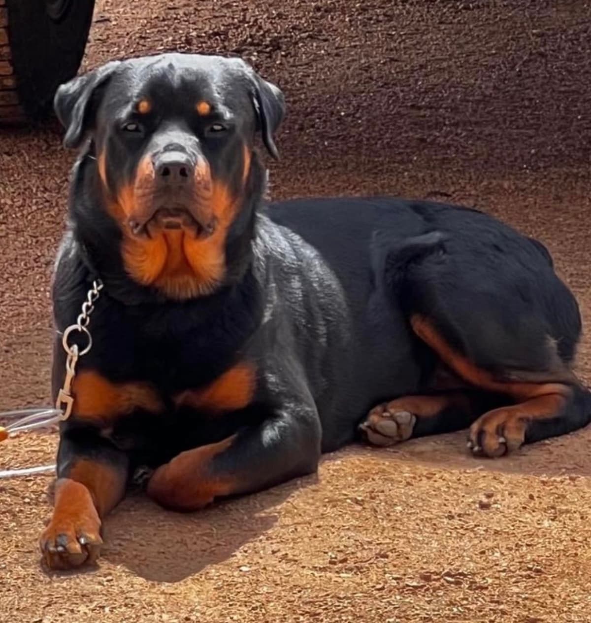 Rottweiler Puppies/ Champion/Working Bloodlines breeder image 2