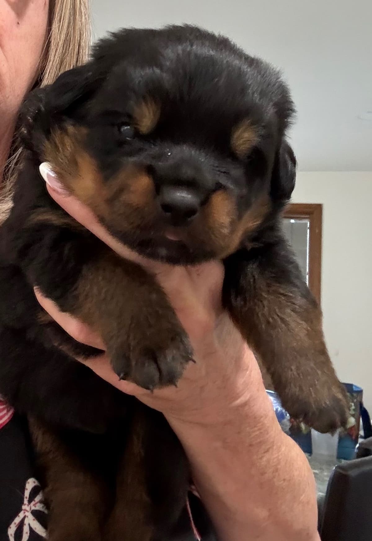 Rottweiler Puppies/ Champion/Working Bloodlines breeder image 3