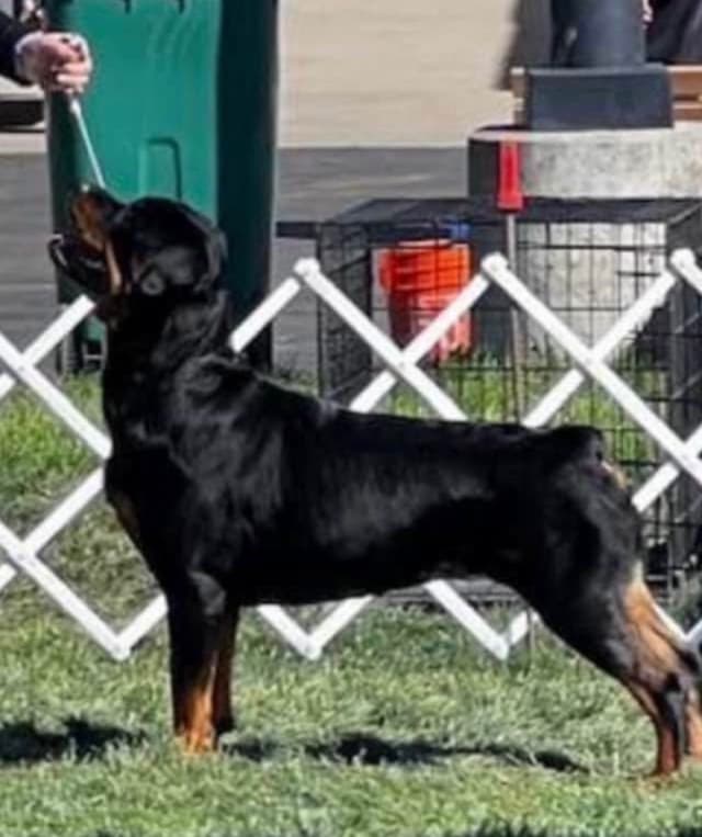Rottweiler Puppies/ Champion/Working  Bloodlines media 2