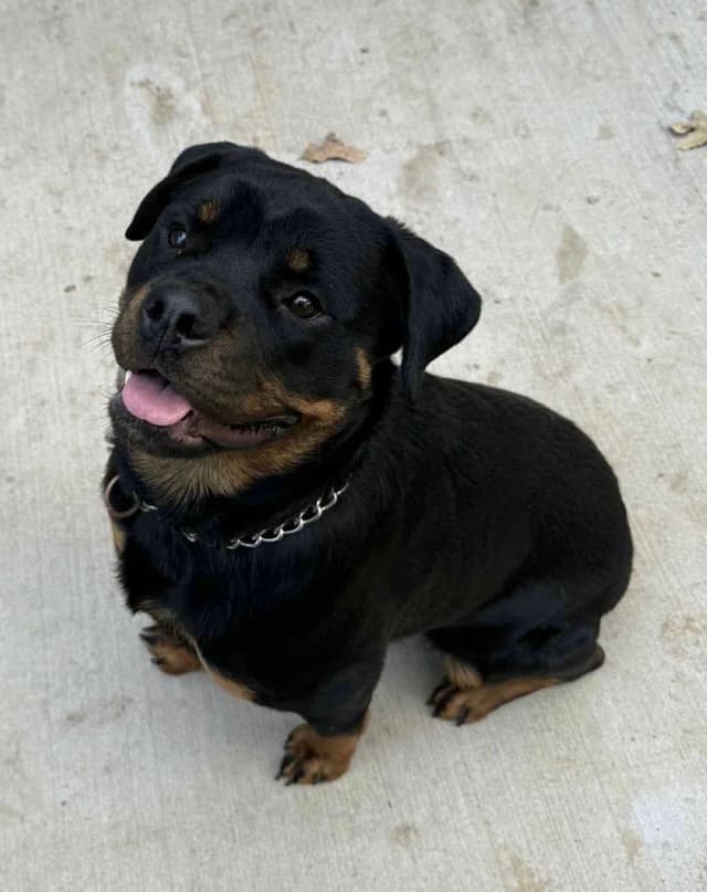 Rottweiler Puppies/ Champion/Working  Bloodlines media 3
