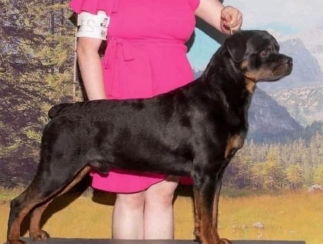 Rottweiler Puppies/ Champion/Working  Bloodlines media 4