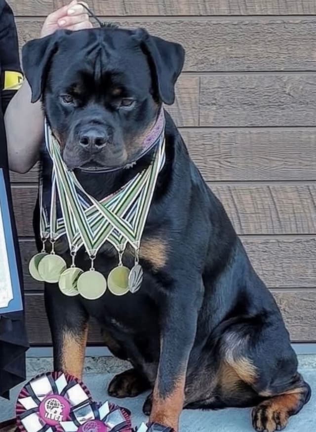 Rottweiler Puppies/ Champion/Working  Bloodlines media 7