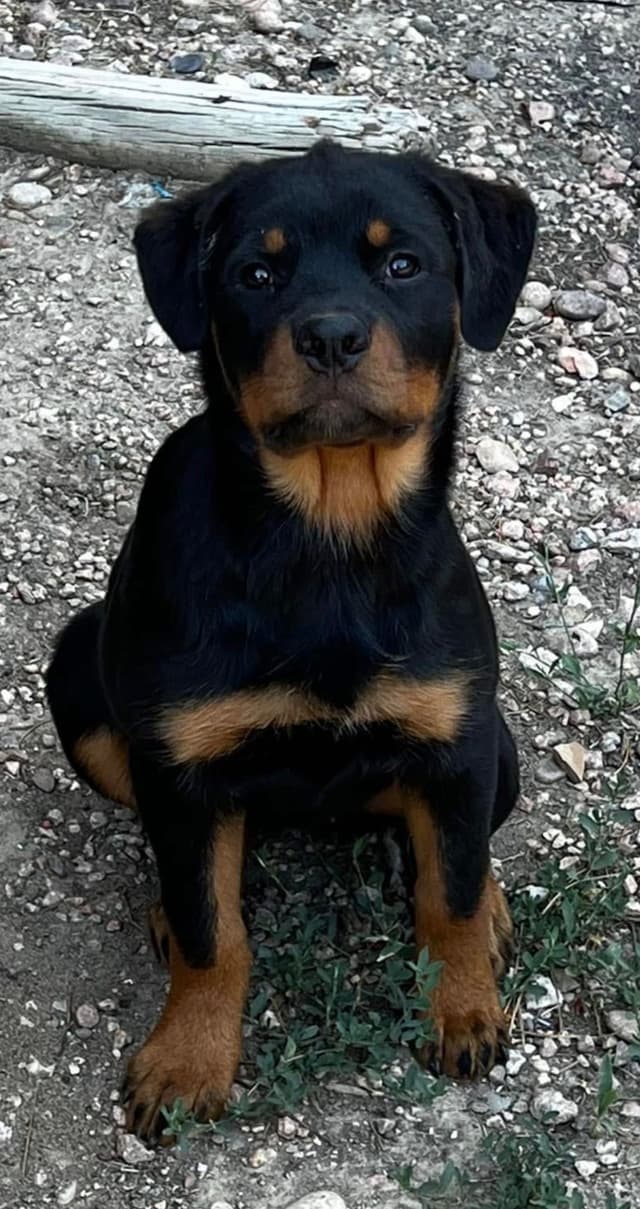 Rottweiler Puppies/ Champion/Working  Bloodlines media 9