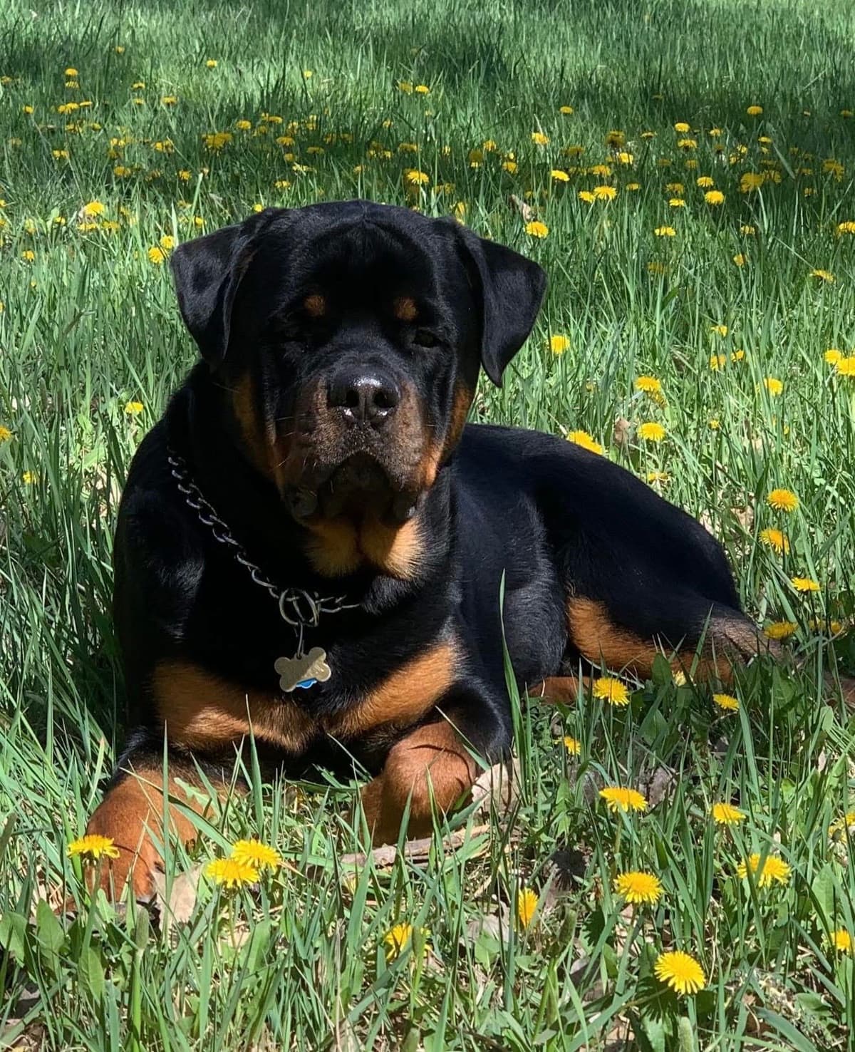 Rottweiler Puppies/ Champion/Working Bloodlines breeder image 4