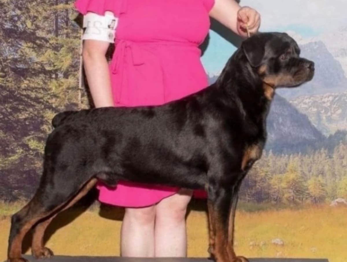 Rottweiler Puppies/ Champion/Working Bloodlines breeder image 5