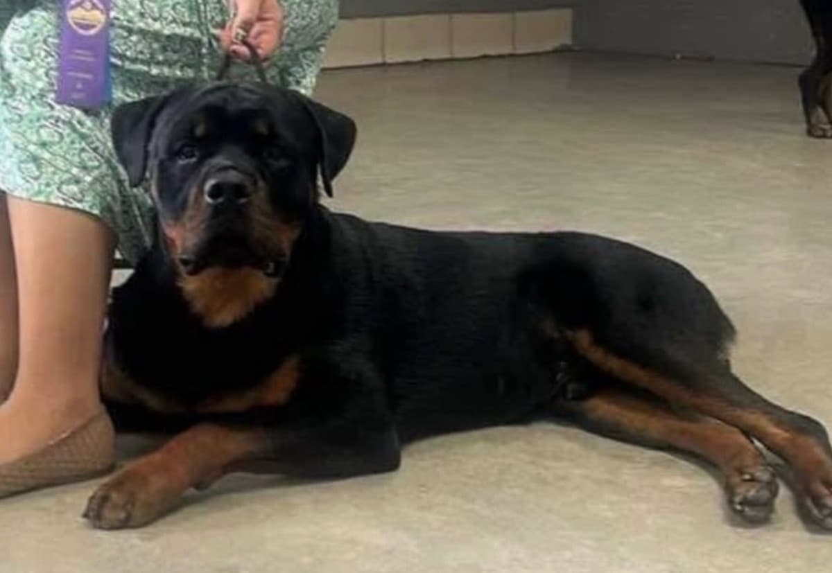 Rottweiler Puppies/ Champion/Working Bloodlines breeder image 6