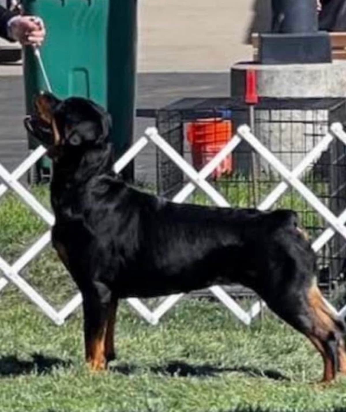 Rottweiler Puppies/ Champion/Working Bloodlines breeder image 7