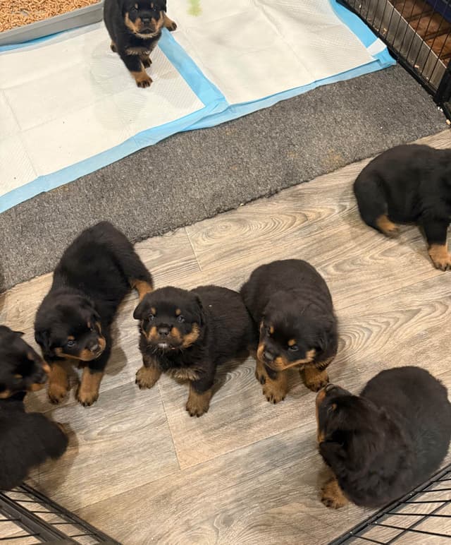 Rottweiler Puppies/ Champion/Working  Bloodlines media 11