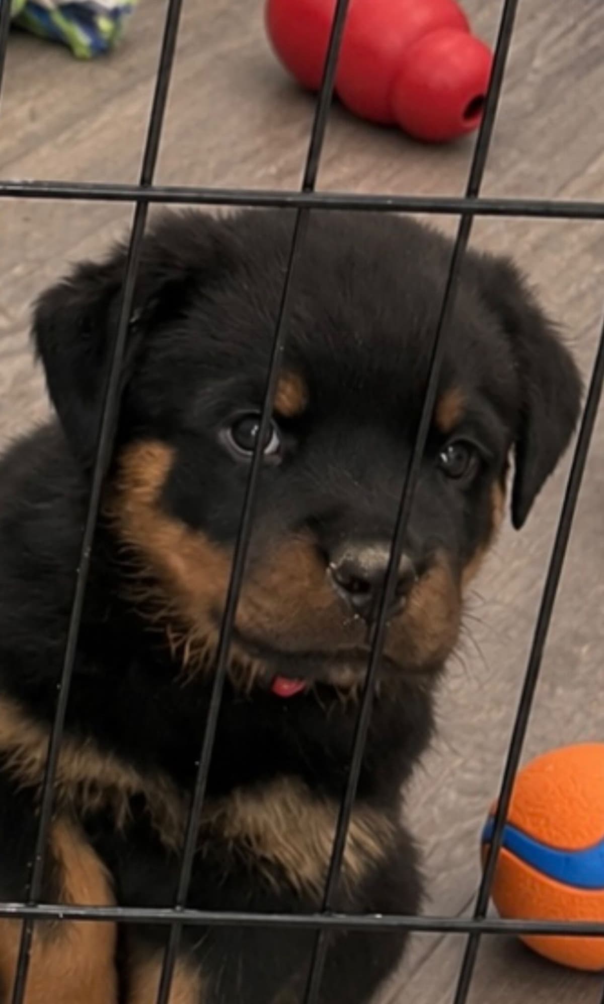 Rottweiler Puppies/ Champion/Working Bloodlines breeder image 10