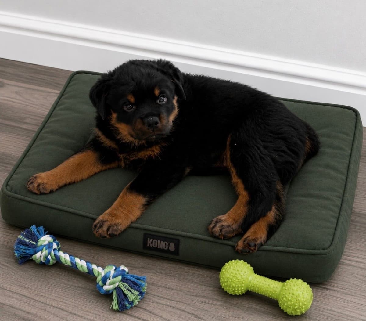 Rottweiler Puppies/ Champion/Working Bloodlines breeder image 13