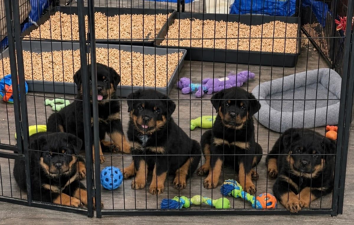 Rottweiler Puppies/ Champion/Working Bloodlines breeder image 11