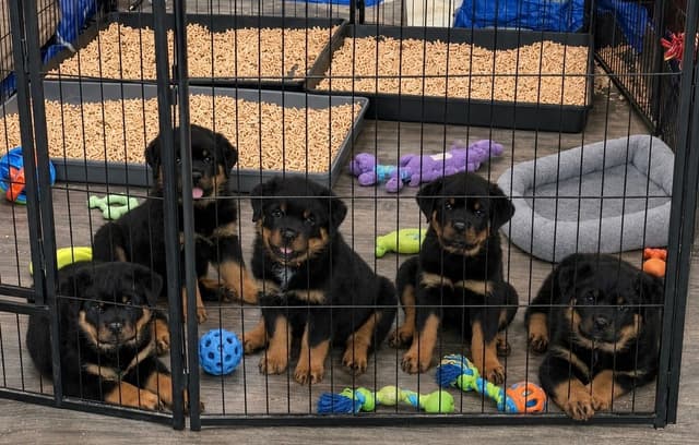 Rottweiler Puppies/ Champion/Working  Bloodlines media 12