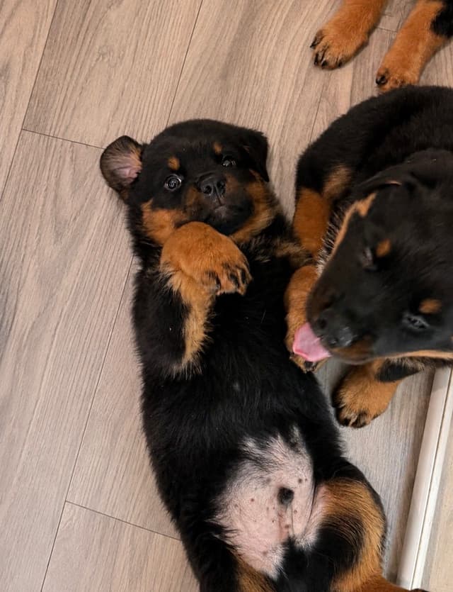 Rottweiler Puppies/ Champion/Working  Bloodlines media 16