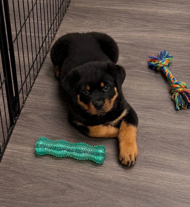 Rottweiler Puppies/ Champion/Working  Bloodlines media 19