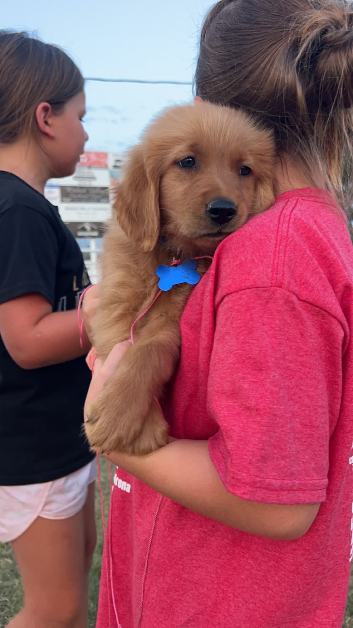 Golden Retriever Puppies see attached video breeder image 3