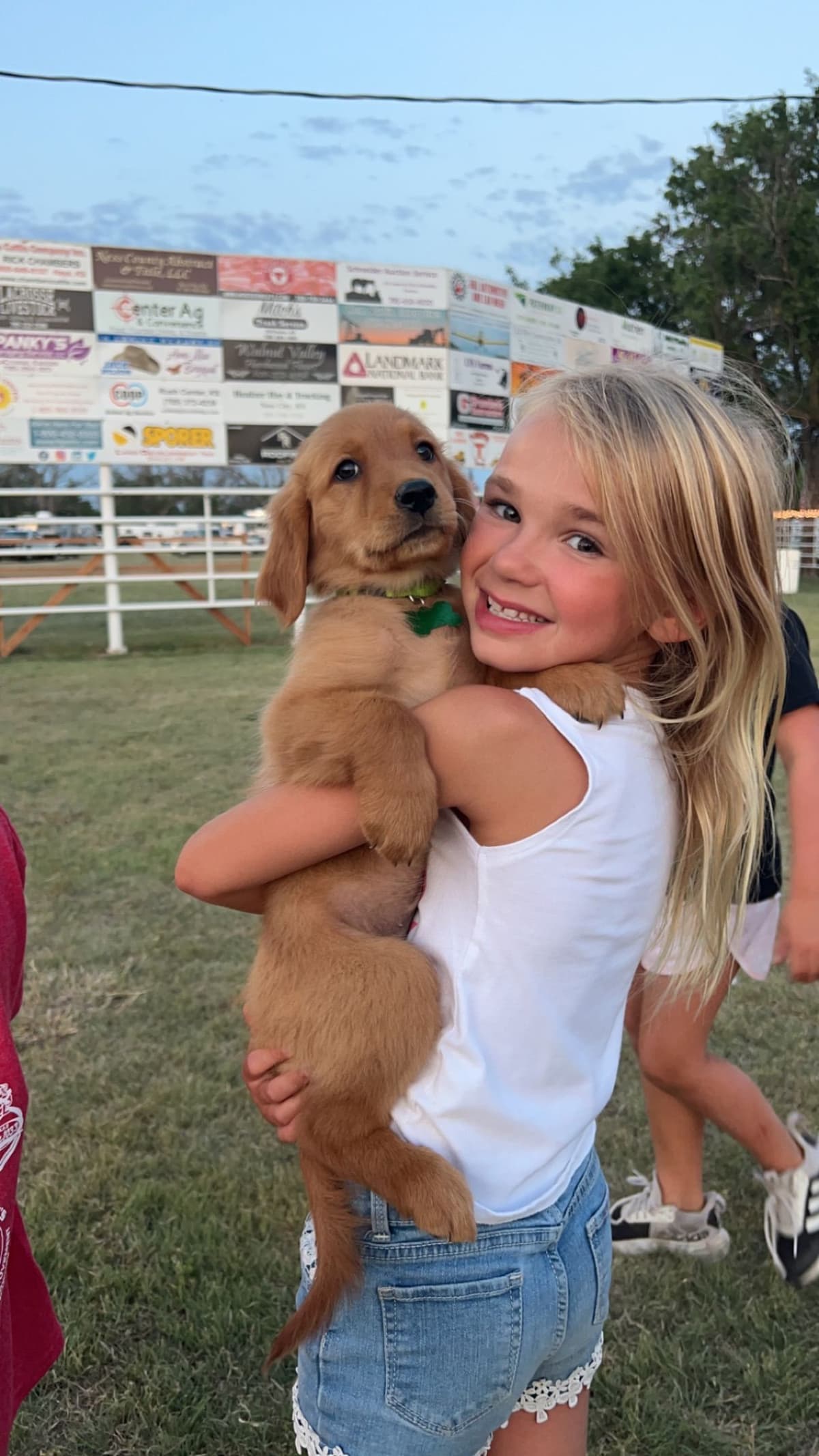 Golden Retriever Puppies see attached video breeder image 4