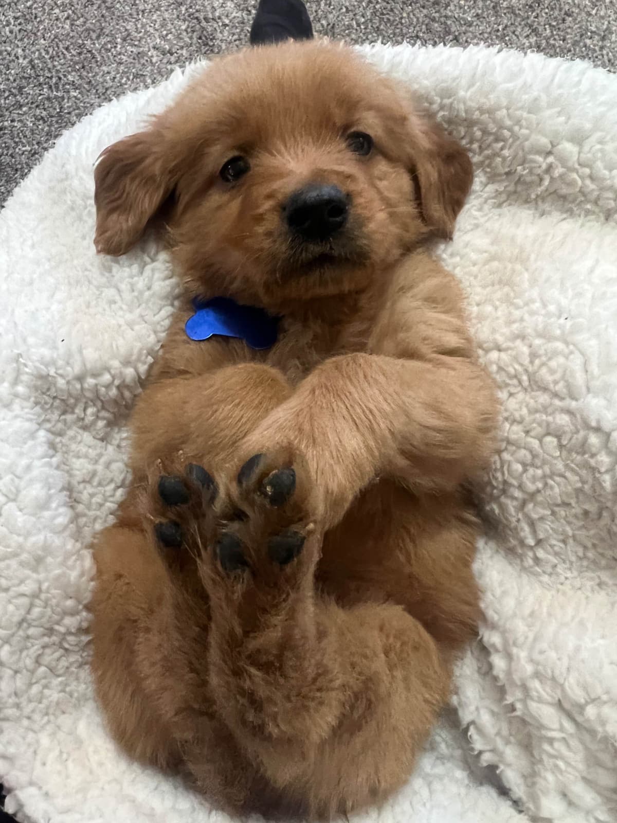Golden Retriever Puppies see attached video breeder image 7