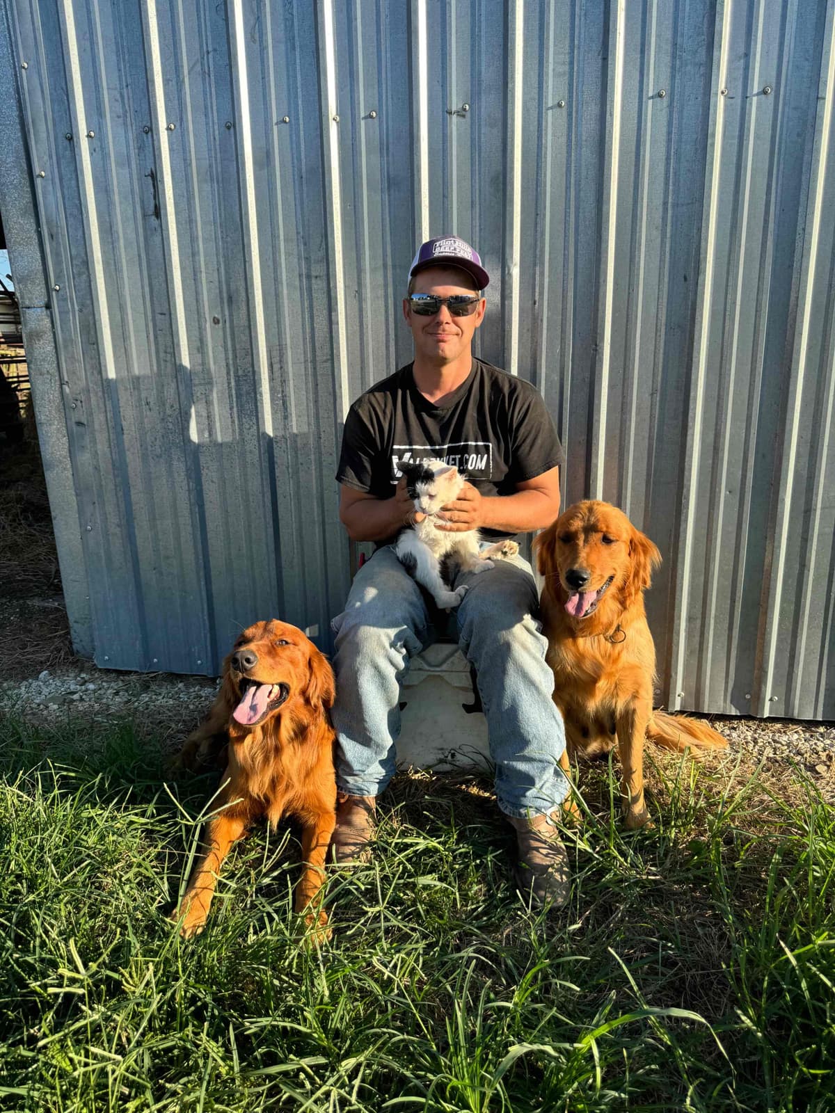 Golden Retriever Puppies see attached video breeder image 8