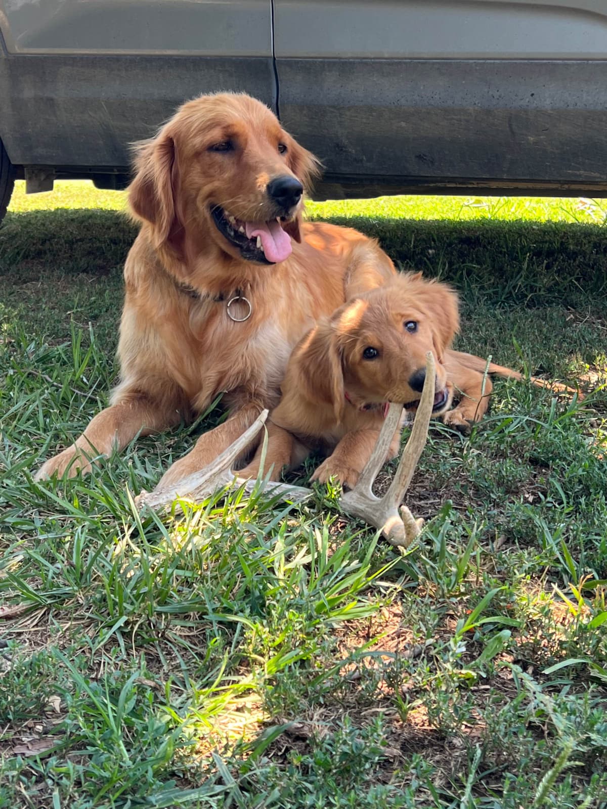 Golden Retriever Puppies see attached video breeder image 9